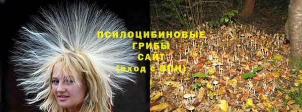 индика Белокуриха
